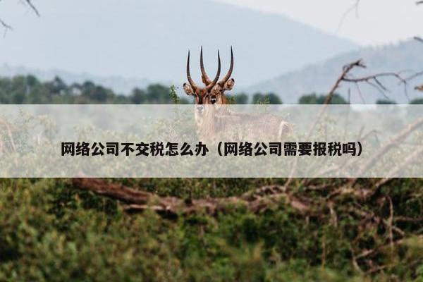 网络公司不交税怎么办（网络公司需要报税吗）