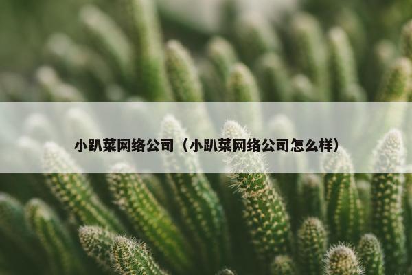 小趴菜网络公司（小趴菜网络公司怎么样）