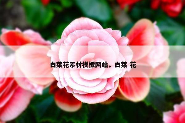 白菜花素材模板网站，白菜 花