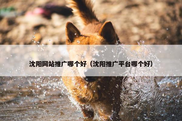 沈阳网站推广哪个好（沈阳推广平台哪个好）
