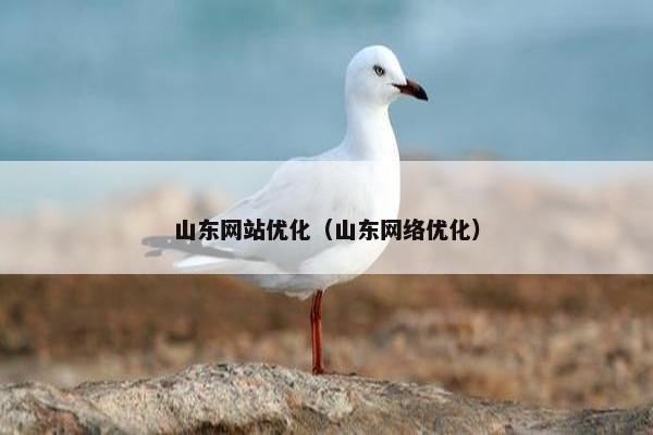 山东网站优化（山东网络优化）